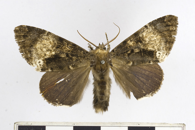 Trisuloides caerulea Male